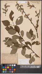 Foto von Salix caprea L.